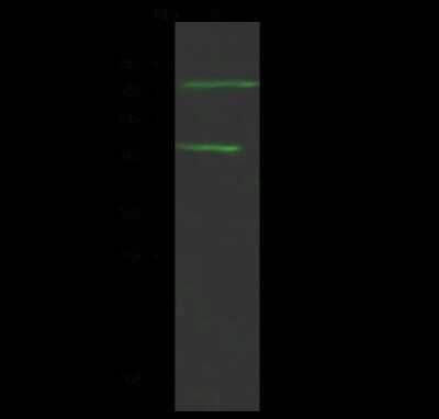 Western Blot: MASP2 Antibody [NBP2-99162]