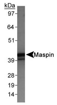 Western Blot: Serpin B5/Maspin AntibodyBSA Free [NB110-97377]
