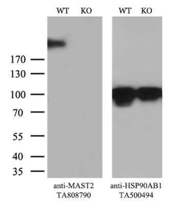 Western Blot: MAST205 Antibody (OTI3A5) [NBP2-45756]