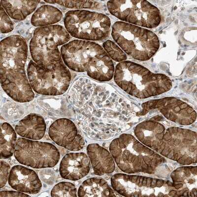 Immunohistochemistry-Paraffin: MAST3 Antibody [NBP1-82993]