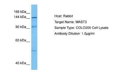 Western Blot: MAST3 Antibody [NBP2-87778]