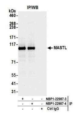 Immunoprecipitation: MASTL Antibody [NBP1-22987]