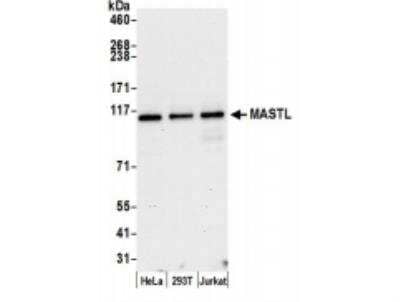 Western Blot: MASTL Antibody [NBP1-22987]