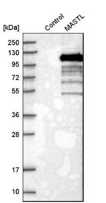 Western Blot: MASTL Antibody [NBP1-83680]