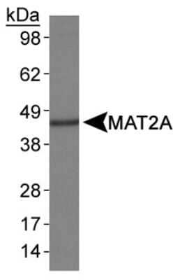 Western Blot: MAT1/2A AntibodyBSA Free [NB110-94162]