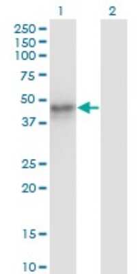 Western Blot: MAT1A Antibody (4D11) [H00004143-M01]