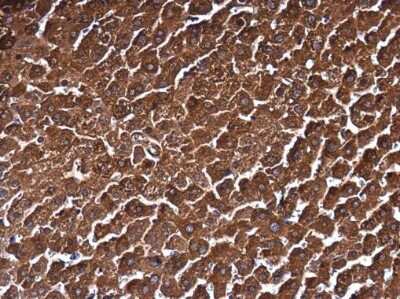 Immunohistochemistry-Paraffin: MAT1A Antibody [NBP3-13066]
