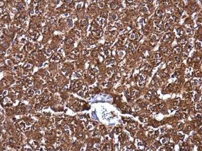 Immunohistochemistry-Paraffin: MAT1A Antibody [NBP3-13066]