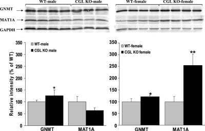 Western Blot: MAT1A Antibody [NBP1-55120]