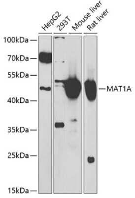 Western Blot: MAT1A AntibodyBSA Free [NBP3-04711]