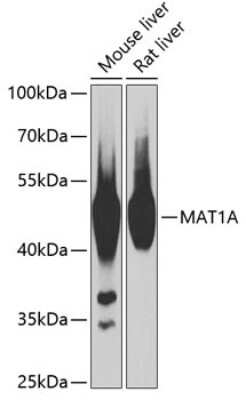 Western Blot: MAT1A AntibodyBSA Free [NBP3-04712]