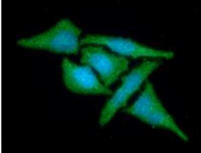 Immunocytochemistry/ Immunofluorescence: MAT2A Antibody (3A2) - BSA Free [NBP1-28605]