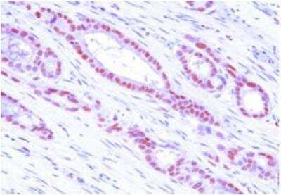 Immunohistochemistry-Paraffin: MAT2A Antibody (3A2) - BSA Free [NBP1-28605]
