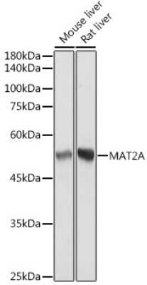 Western Blot: MAT2A Antibody (7A0X1) [NBP3-15730]