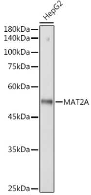 Western Blot: MAT2A Antibody (7A0X1) [NBP3-15730]