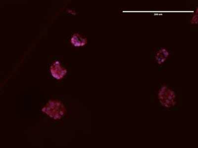 Immunocytochemistry/ Immunofluorescence: MAT2A Antibody - BSA Free [NB110-94158]
