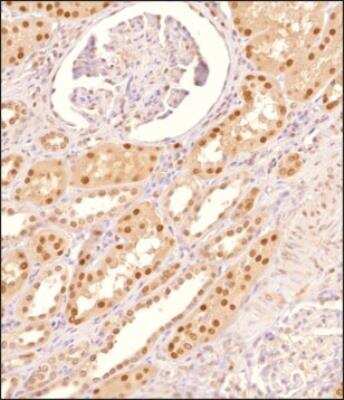 Immunohistochemistry-Paraffin: MAT2A Antibody - BSA Free [NB110-94158]