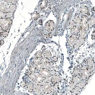 Immunohistochemistry-Paraffin: MAT2A Antibody [NBP1-92100]