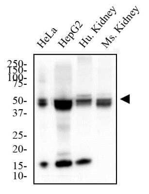 Western Blot: MAT2A AntibodyBSA Free [NB110-94158]