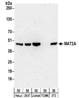 Western Blot: MAT2A Antibody [NBP2-32283]