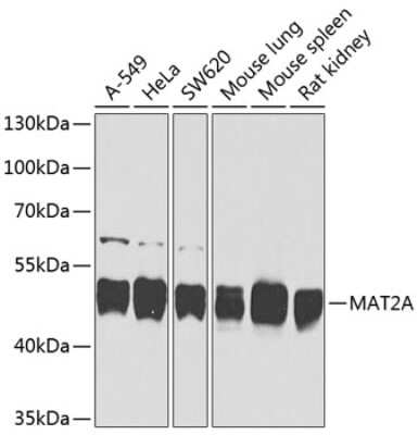 Western Blot: MAT2A AntibodyBSA Free [NBP3-04713]