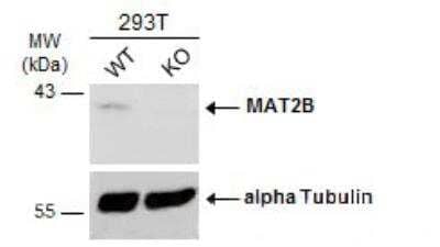 Western Blot: MAT2B Antibody [NBP2-17230]