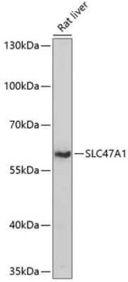 Western Blot: MATE1 AntibodyAzide and BSA Free [NBP3-03733]