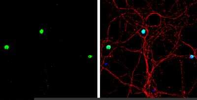 Immunocytochemistry/ Immunofluorescence: MATH1 Antibody [NBP1-31318]