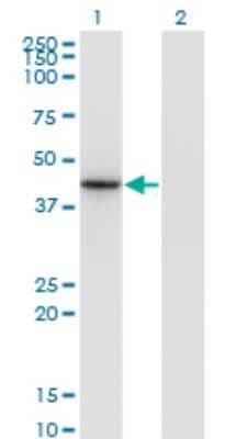 Western Blot: MATH2/NEUROD6 Antibody (3G7) [H00063974-M17]