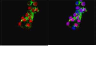 Immunocytochemistry/ Immunofluorescence: MATH2/NEUROD6 Antibody [NBP2-29865]