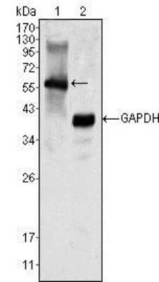 Western Blot: MATK Antibody (9D7)BSA Free [NBP1-47454]