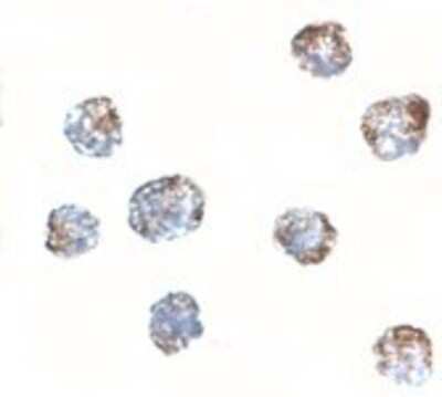 Immunocytochemistry/ Immunofluorescence: MATN3 Antibody - BSA Free [NBP1-77022]