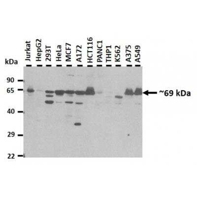 Western Blot: MAU2 Antibody [NBP1-56779]