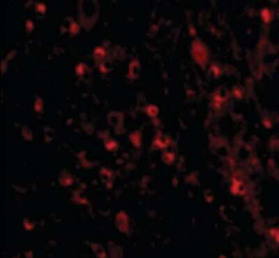 Immunocytochemistry/ Immunofluorescence: MAVS Antibody - BSA Free [NB100-80859]