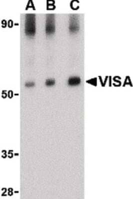 Western Blot: MAVS AntibodyBSA Free [NB100-80859]