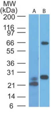 Western Blot: MAVS Antibody (58N3B6)Azide and BSA Free [NBP2-80842]