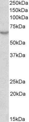 Western Blot: MAVS Antibody (58N3E1) [NBP2-22378]