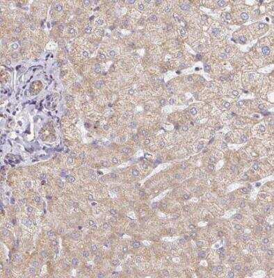 Immunohistochemistry-Paraffin: MAVS Antibody [NBP2-38704]