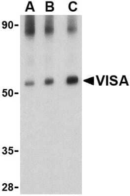 Western Blot: MAVS AntibodyBSA Free [NBP1-76768]