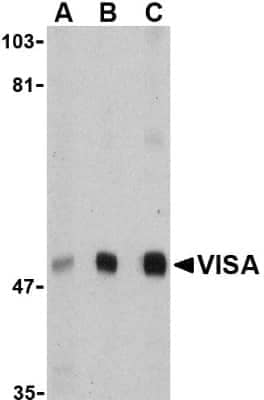 Western Blot: MAVS AntibodyBSA Free [NBP1-77275]