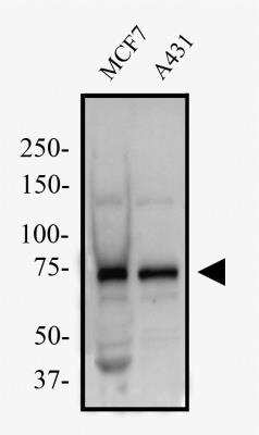 Western Blot: MAVS Antibody [NBP2-49691]