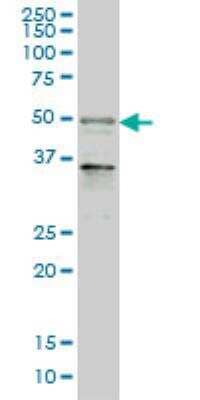 Western Blot: MAZ Antibody (3D2) [H00004150-M01]