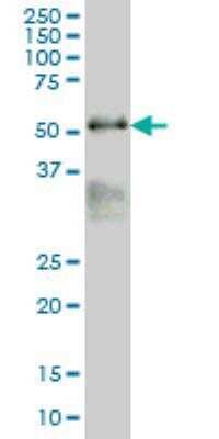 Western Blot: MAZ Antibody (6G2) [H00004150-M05]