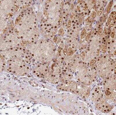 Immunohistochemistry-Paraffin: MAZ Antibody [NBP2-33519]