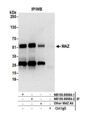 Immunoprecipitation: MAZ Antibody [NB100-86984]