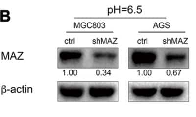 Knockdown Validated: MAZ Antibody [NB100-86984]