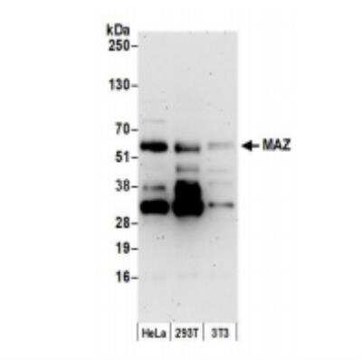 Western Blot: MAZ Antibody [NB100-86984]
