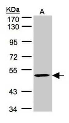 Western Blot: MAZ Antibody [NBP1-32119]