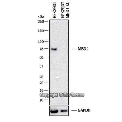 Knockdown Validated: MBD1 Antibody (100B272.1) - Azide and BSA Free [NBP2-33221]