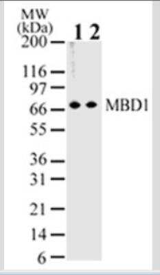 Western Blot: MBD1 Antibody (100B272.1)Azide and BSA Free [NBP2-33221]